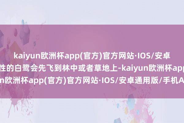 kaiyun欧洲杯app(官方)官方网站·IOS/安卓通用版/手机APP下载雄性的白鹭会先飞到林中或者草地上-kaiyun欧洲杯app(官方)官方网站·IOS/安卓通用版/手机APP下载